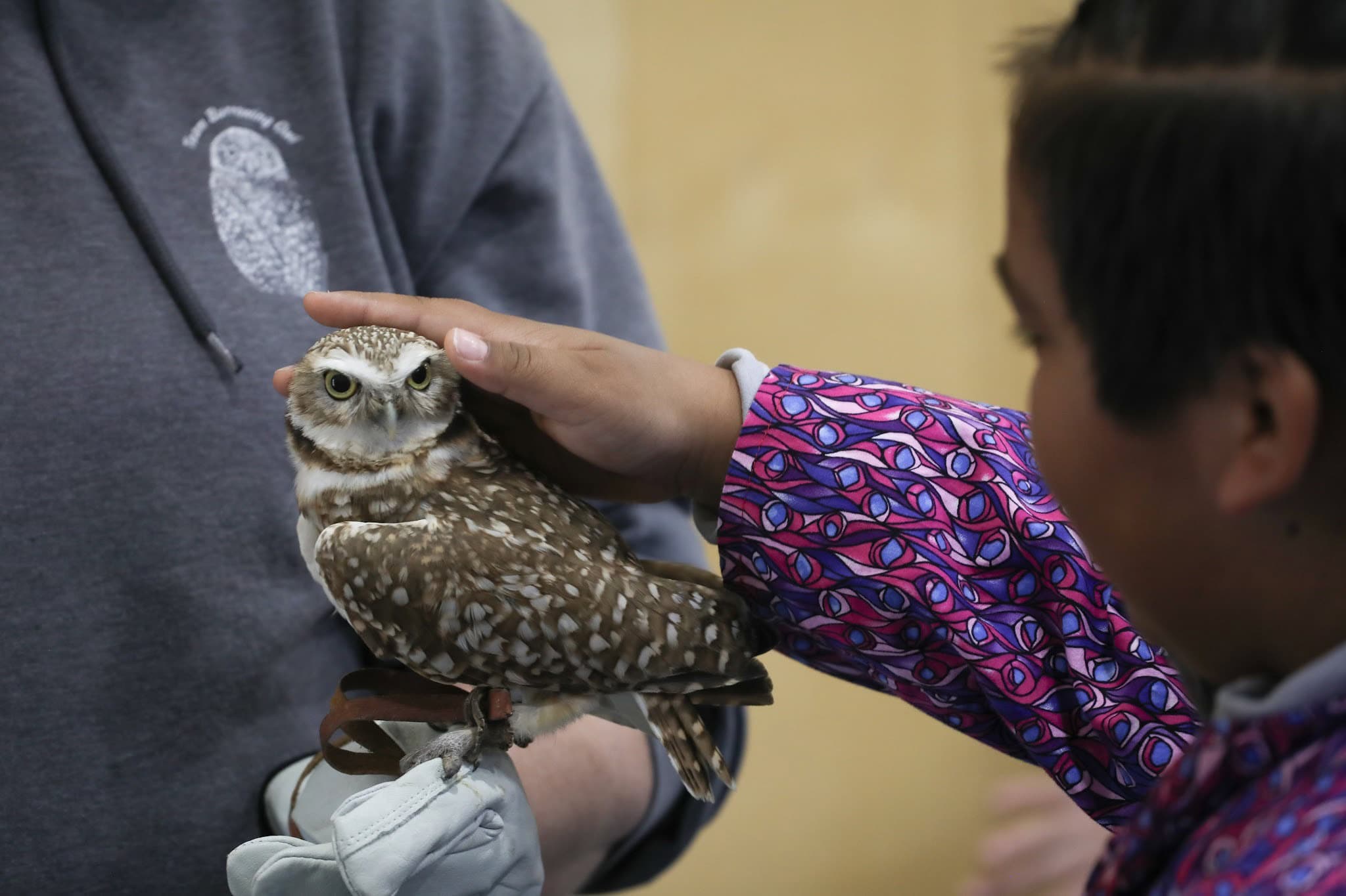 A child in a patterned purple jacket gently pets an owl. 