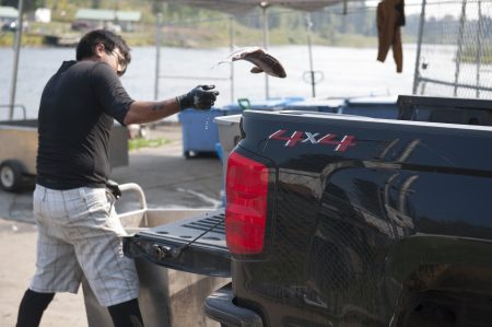 A man tosses a salmon into a bin in the back of a pickup truck