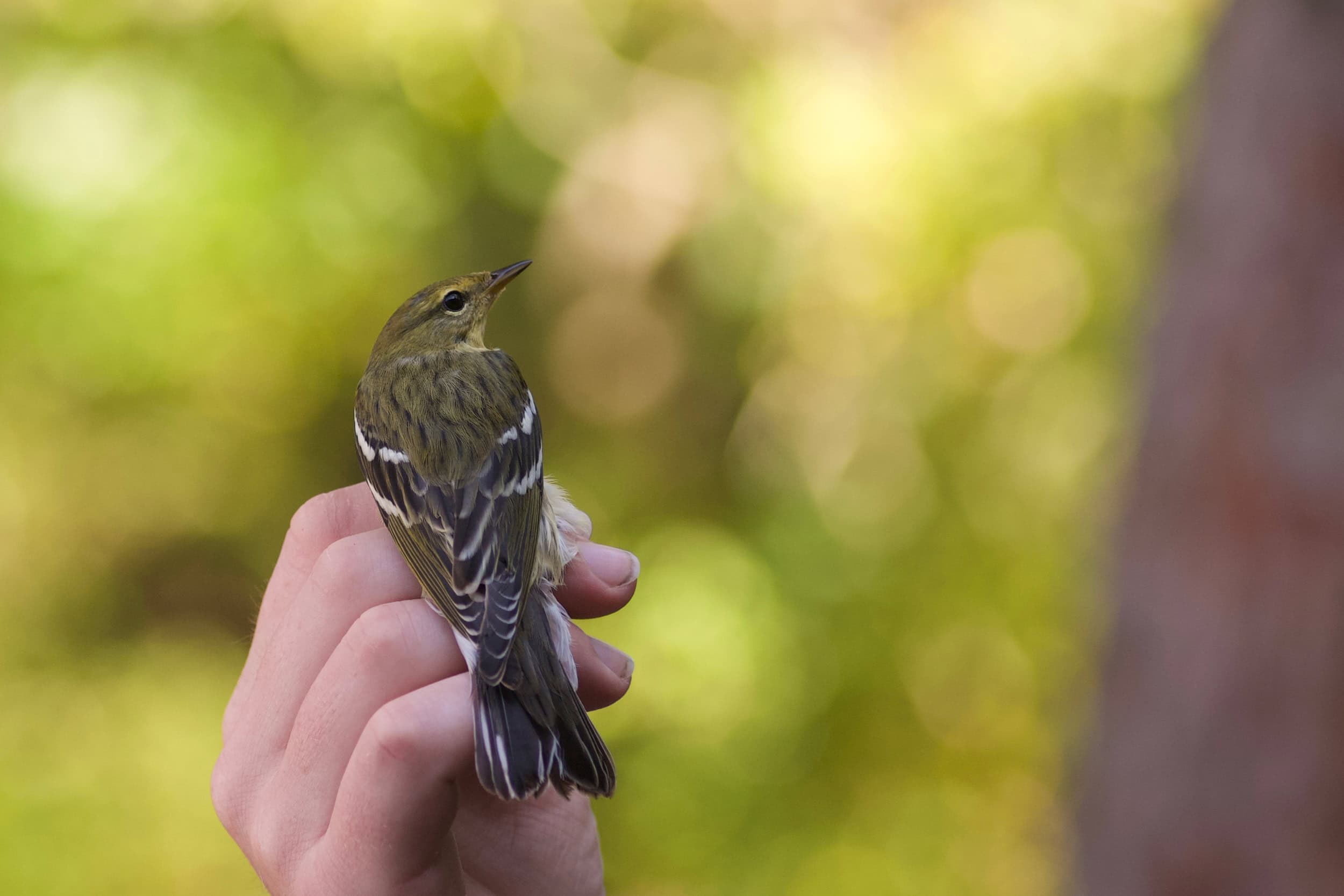 A small brown bird resting on someone's hand.