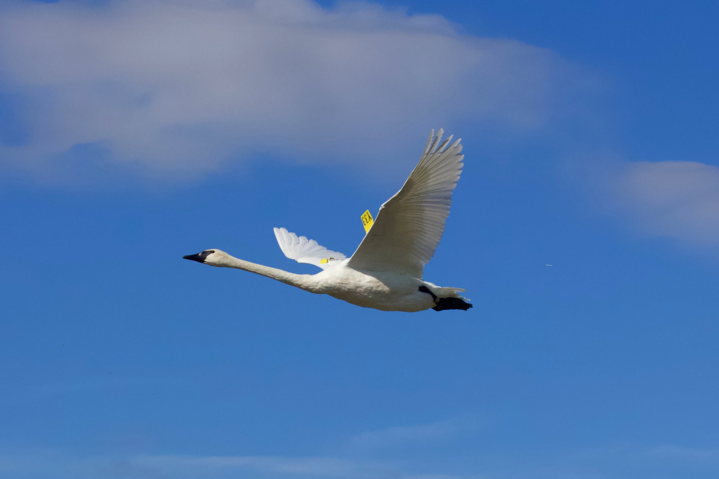 A swan flies across a blue sky.