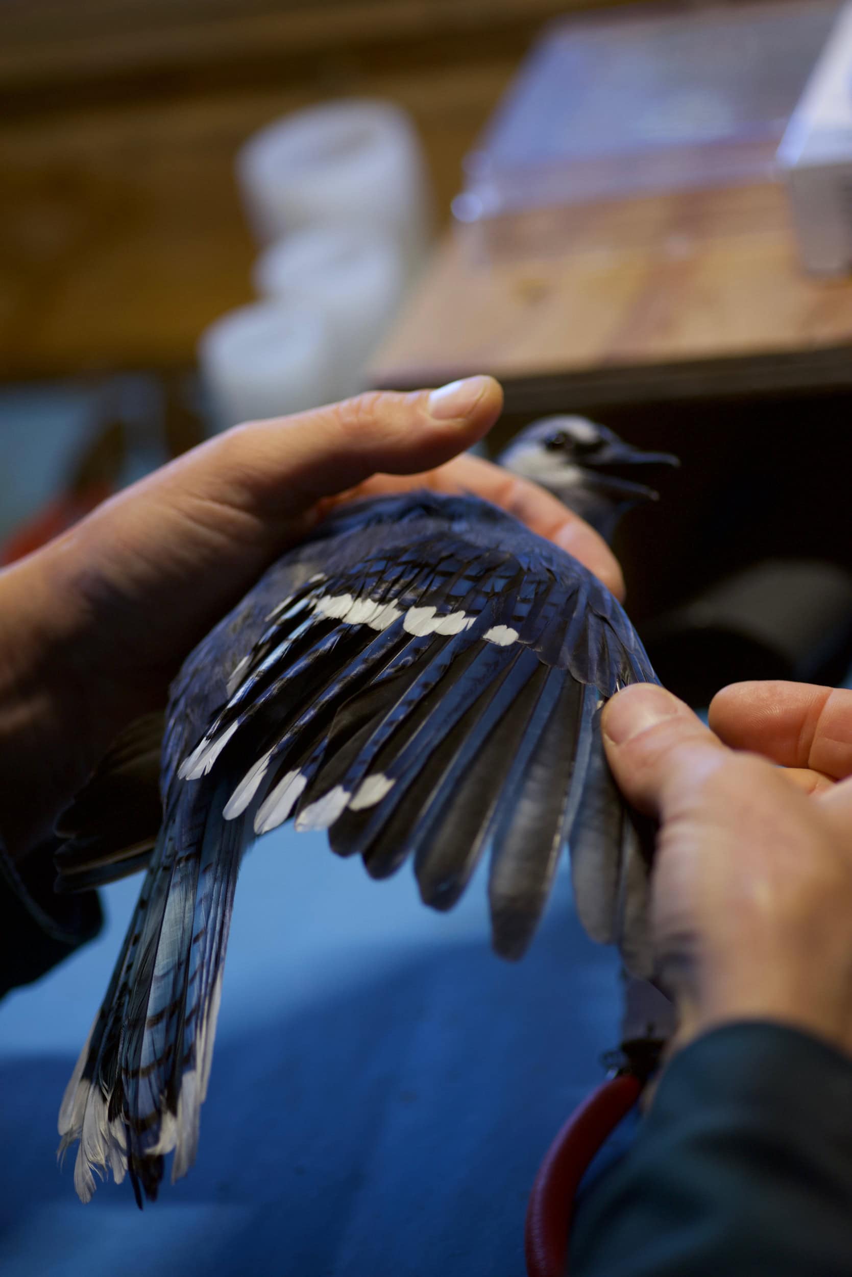 A blue jay held in a man's hands.