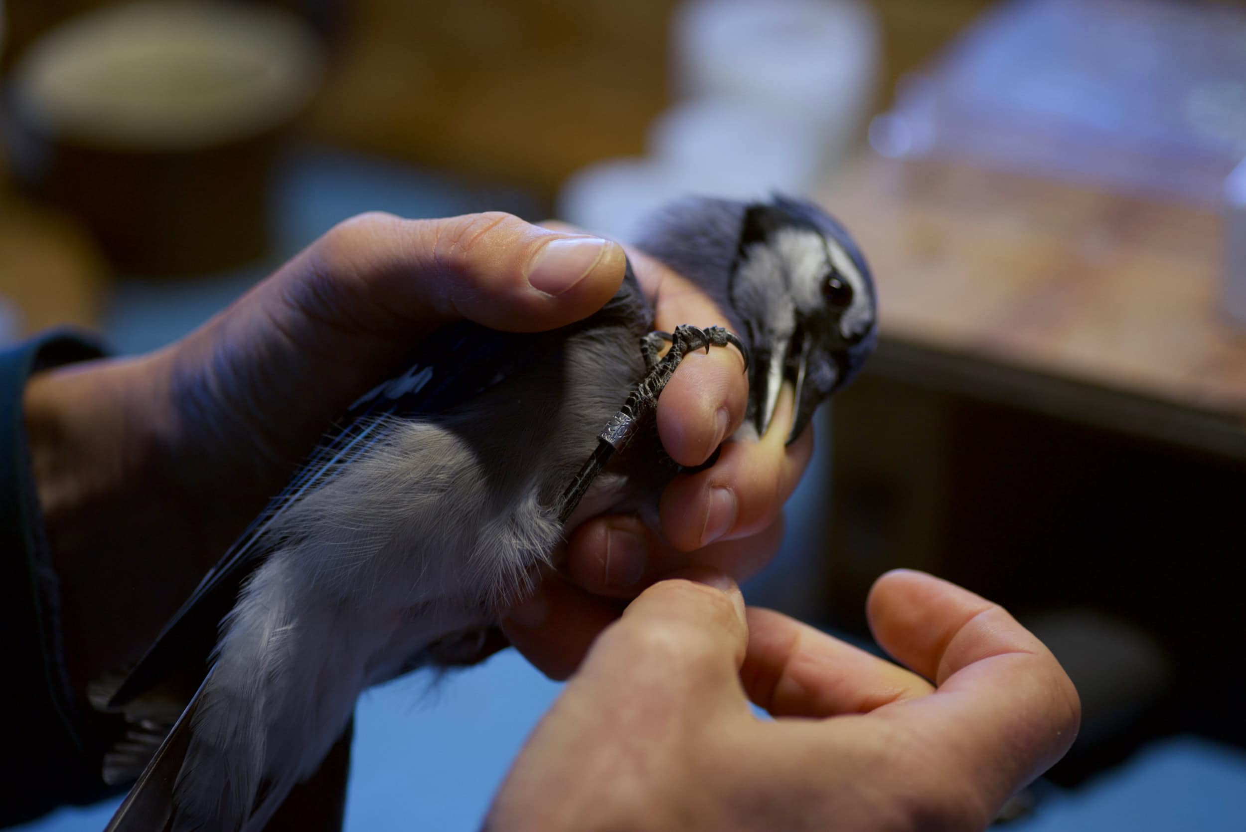 A blue jay in a man's hands.