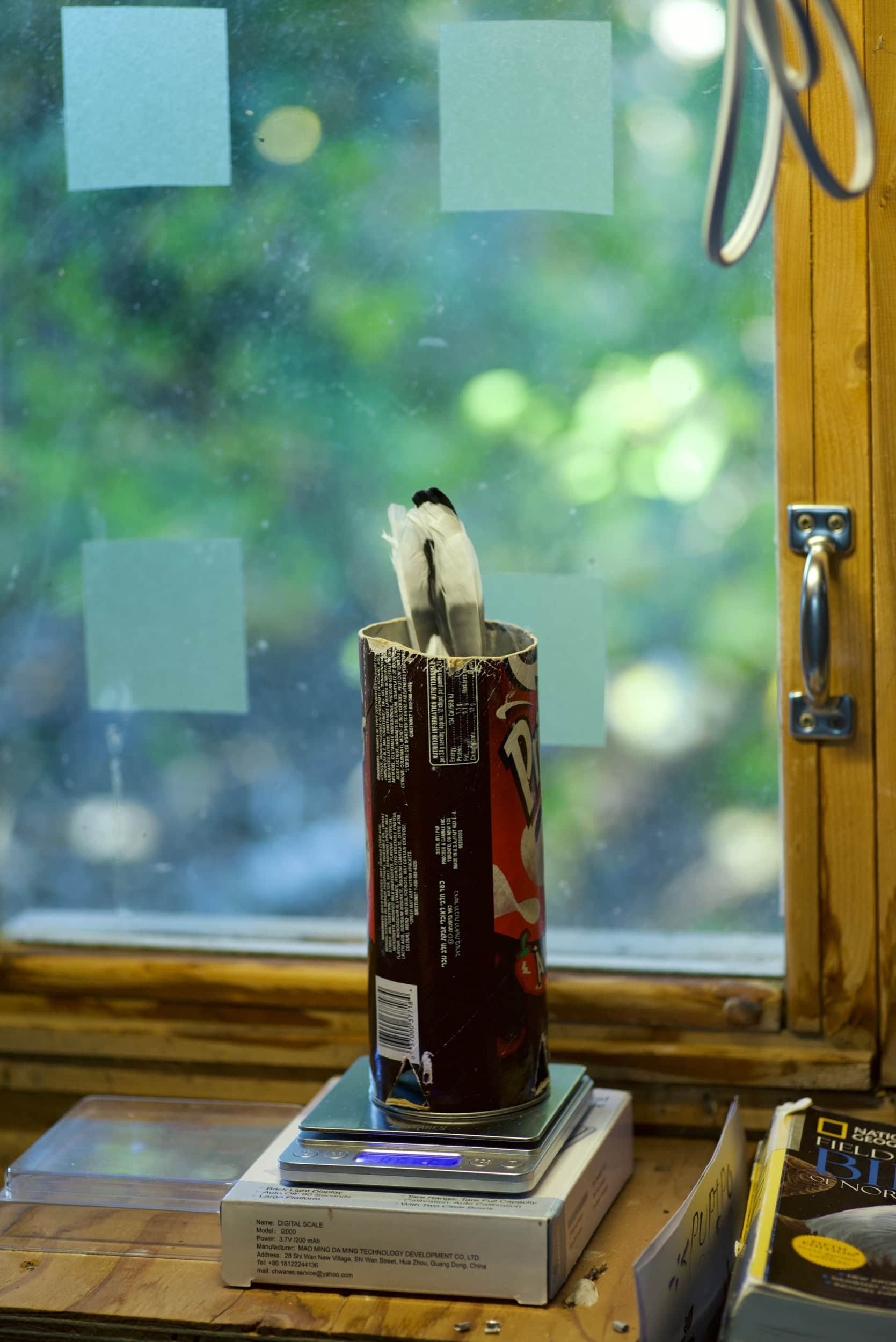 A blue jay feather in a jar sitting on a desk.