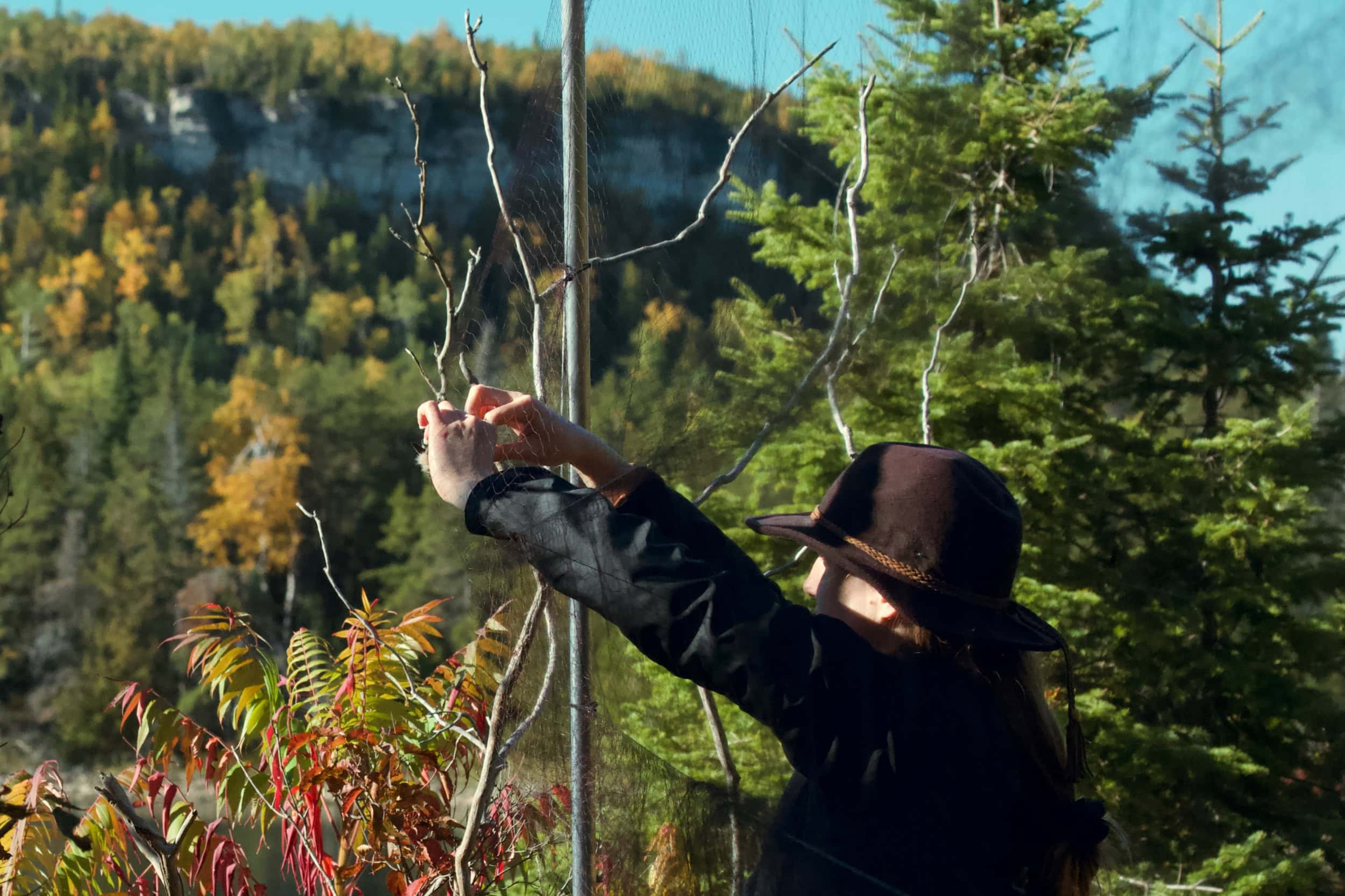A woman remobes a small bird from a wind net, forest in the background.