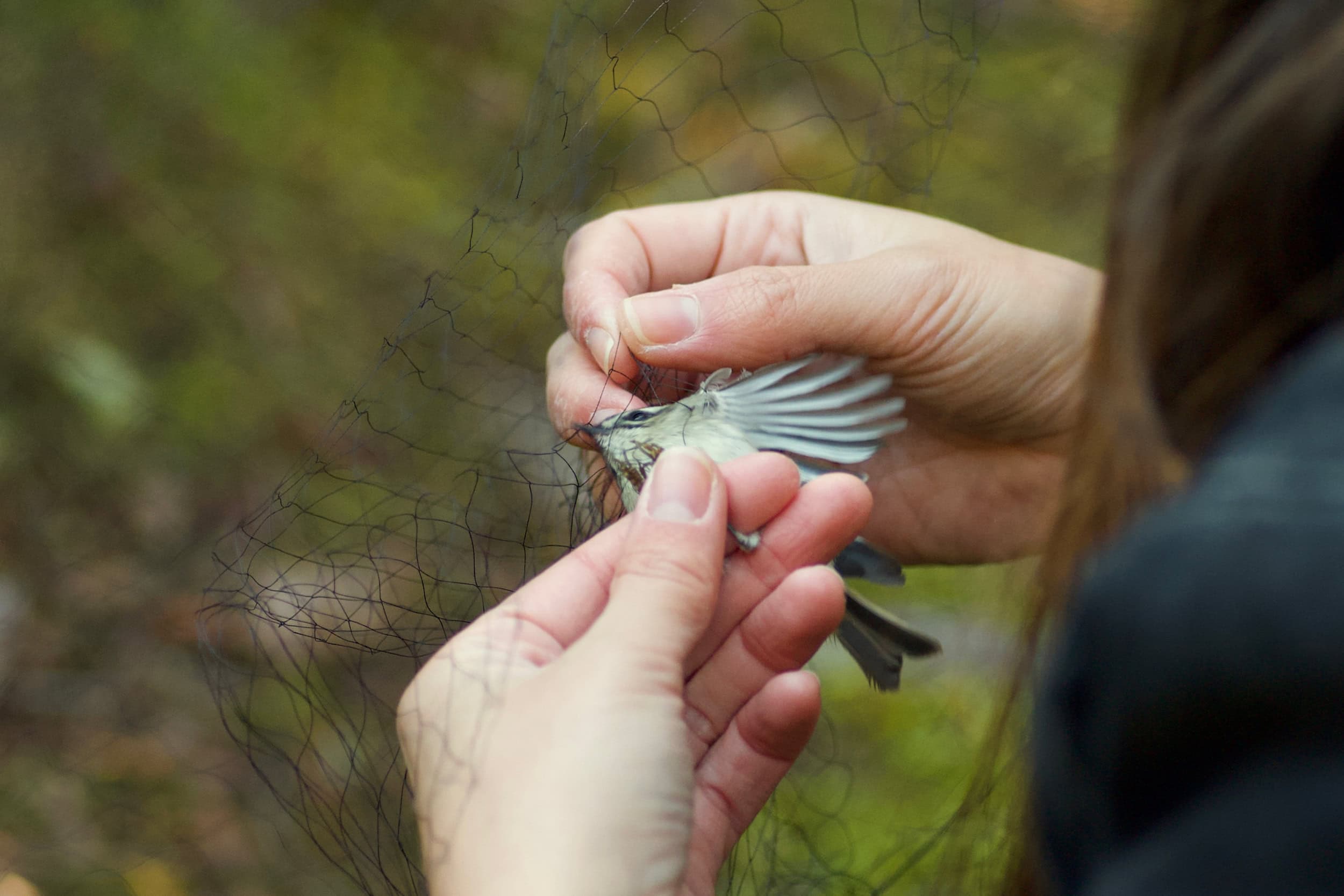 A bird caught in a wind net being removed by someone's hands.