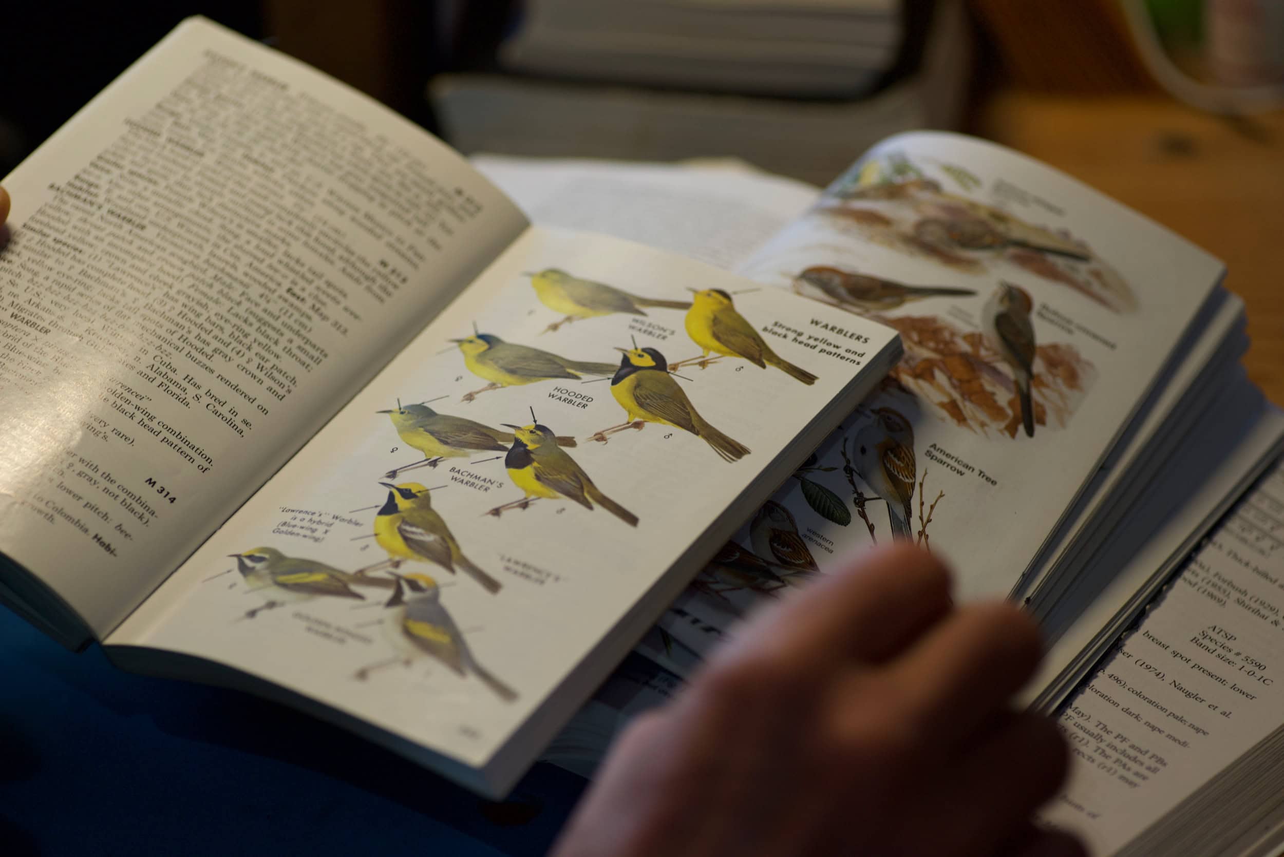 An open book page with birds on it.