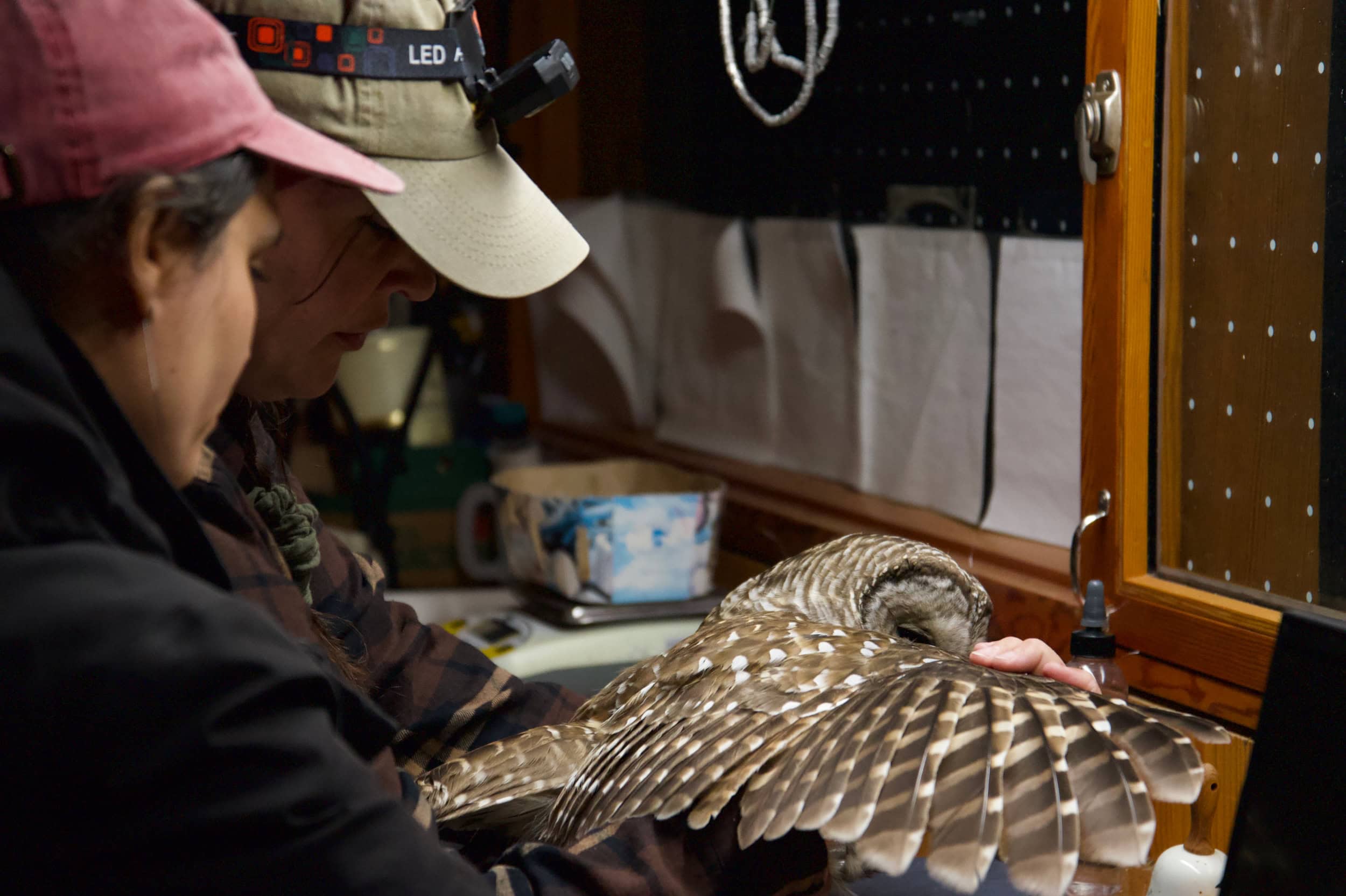 An owl with its wings spread, being handled by a volunteer.