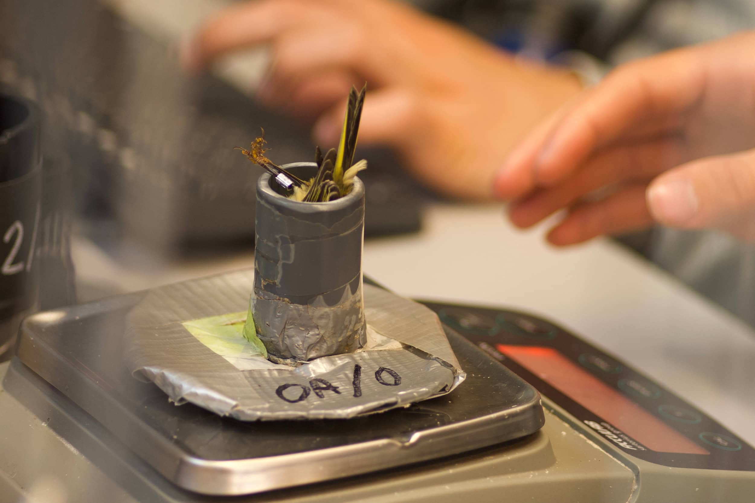A bird head-down in a tube, being weighed.