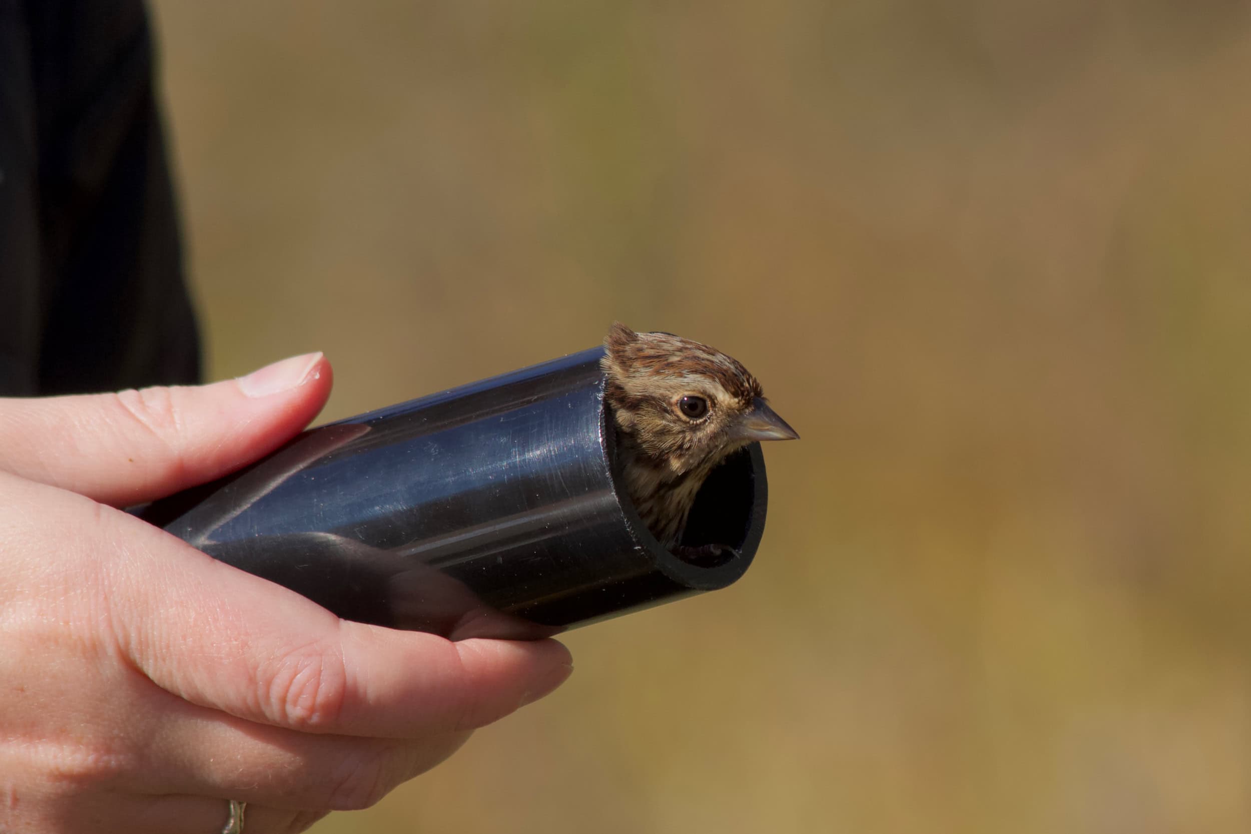 A sparrow with its head peeking out of the tube used to weigh it.