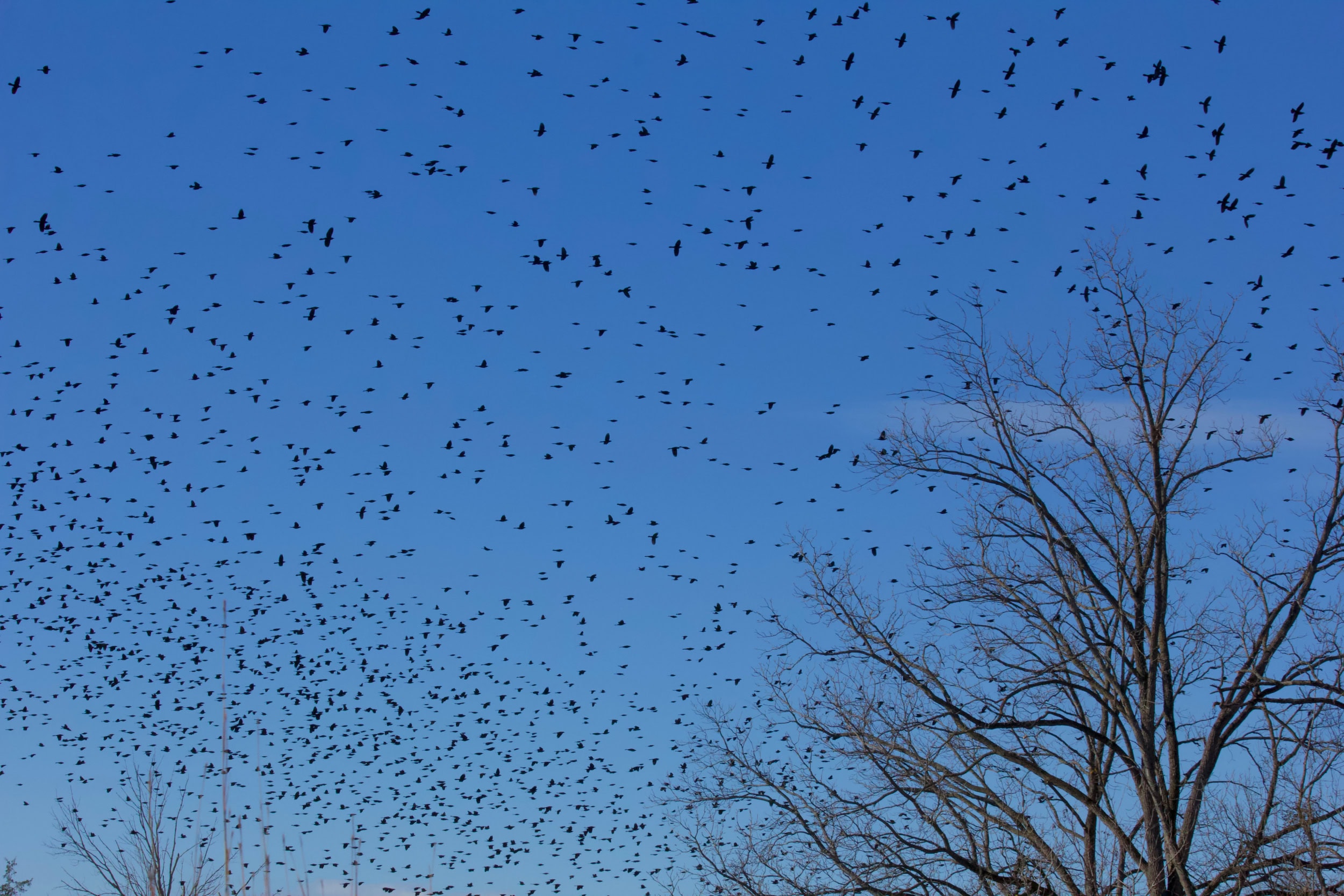 A dense flock of birds against a bright blue sky.