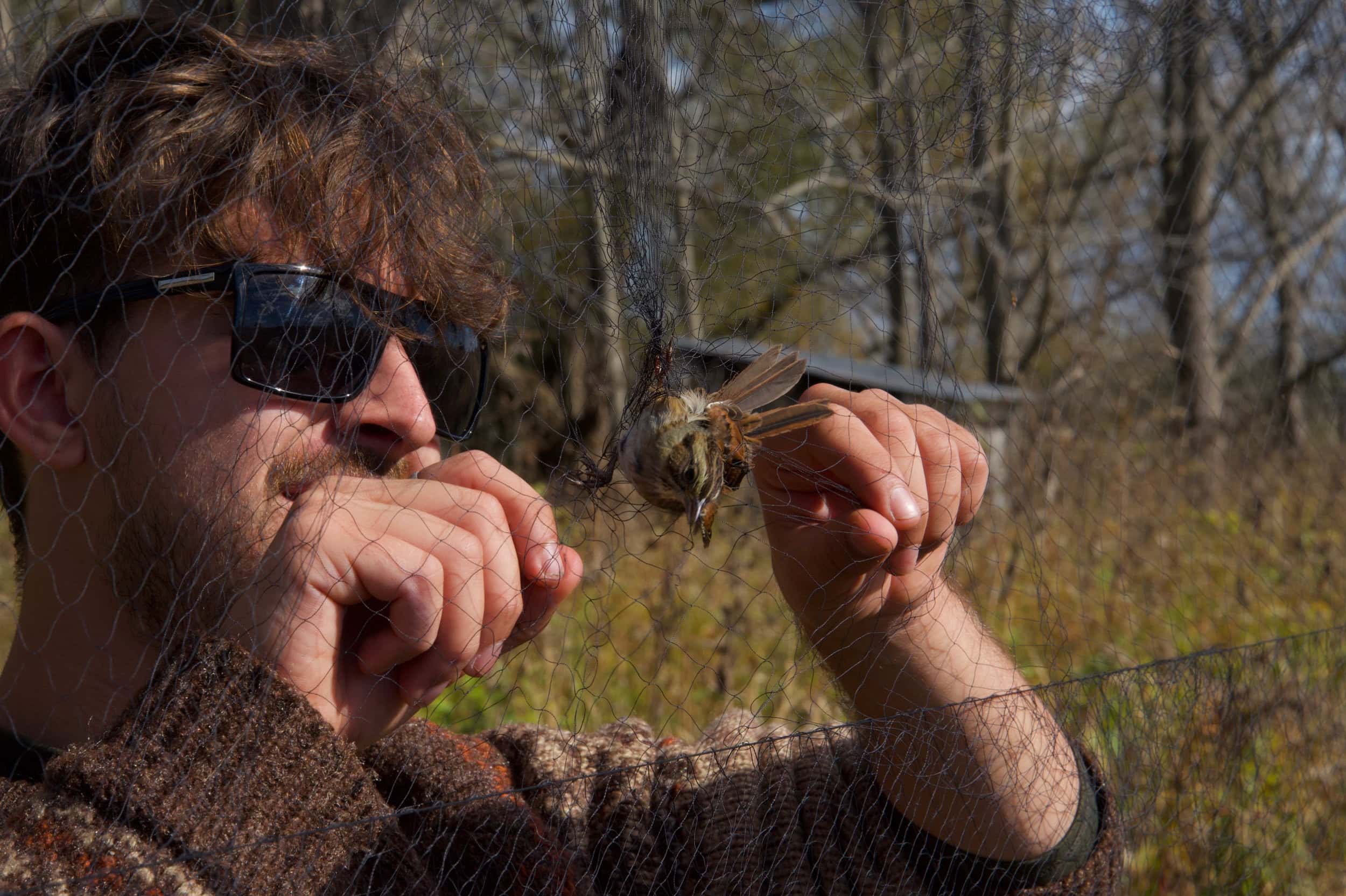 A man frees a small bird from mist netting.