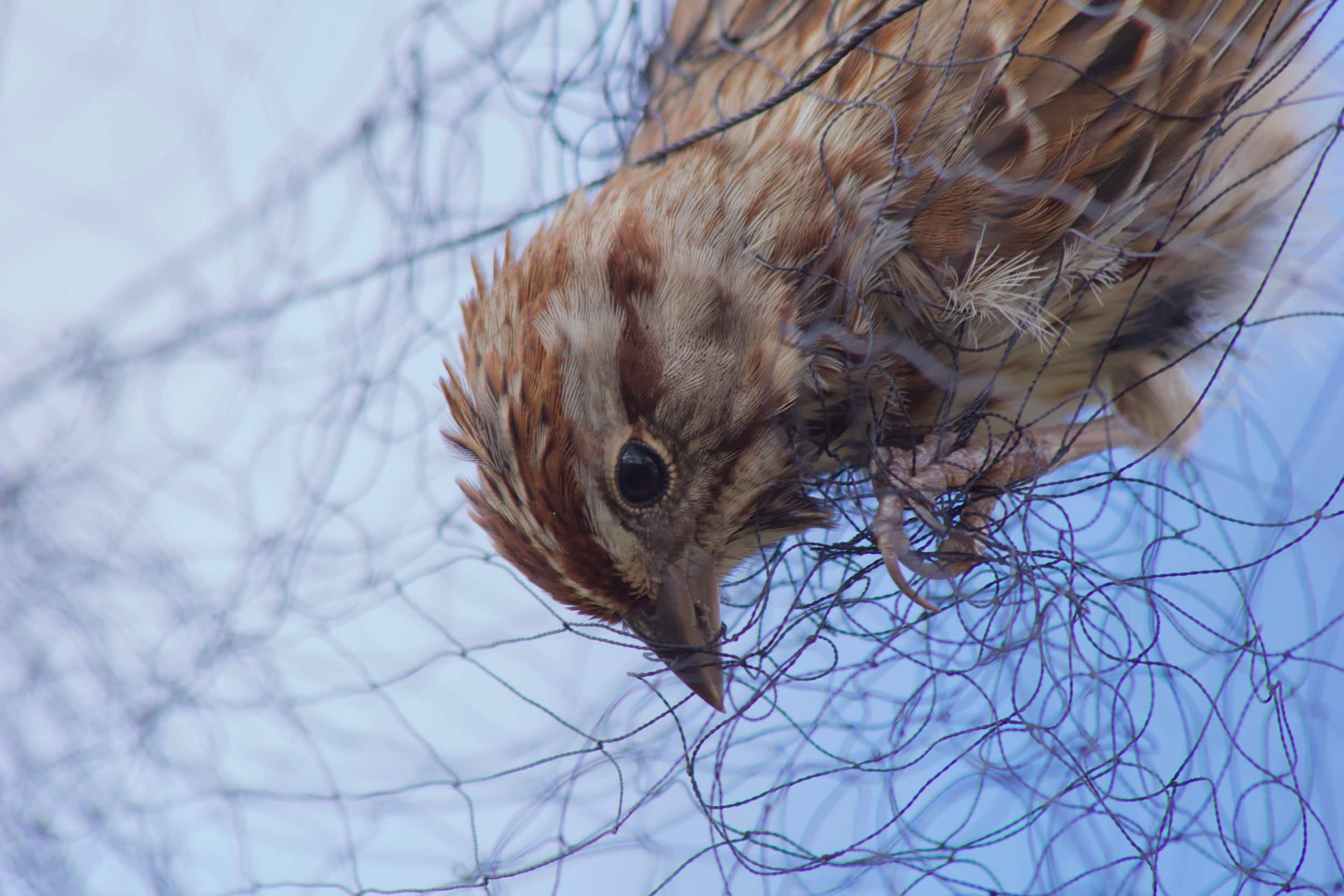 A small brown sparrow suspended in a mist net.