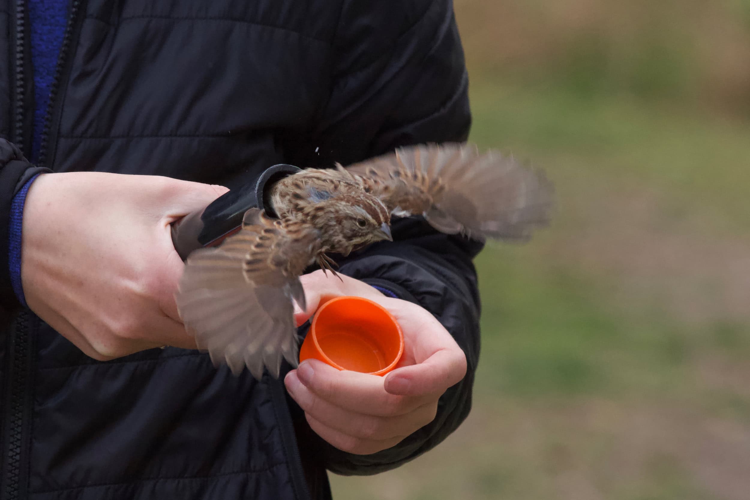 A sparrow flies out of the tube used to weigh it.