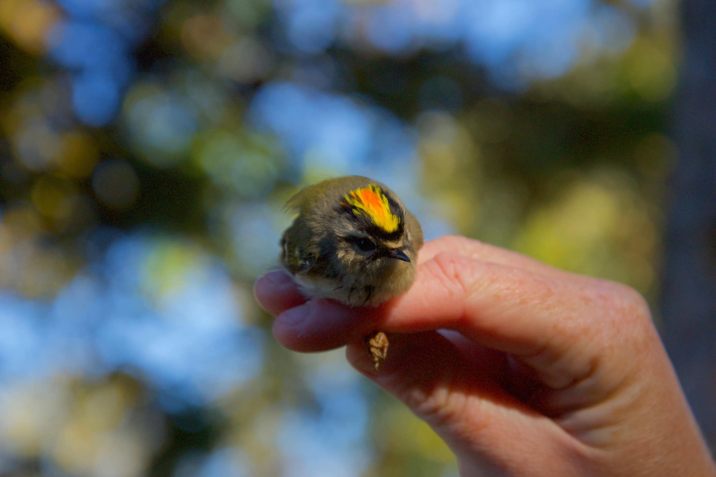 A small, brightly coloured bird rests on a person's fingers.