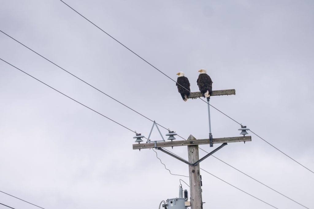 Two bald eagles sit on a power line.
