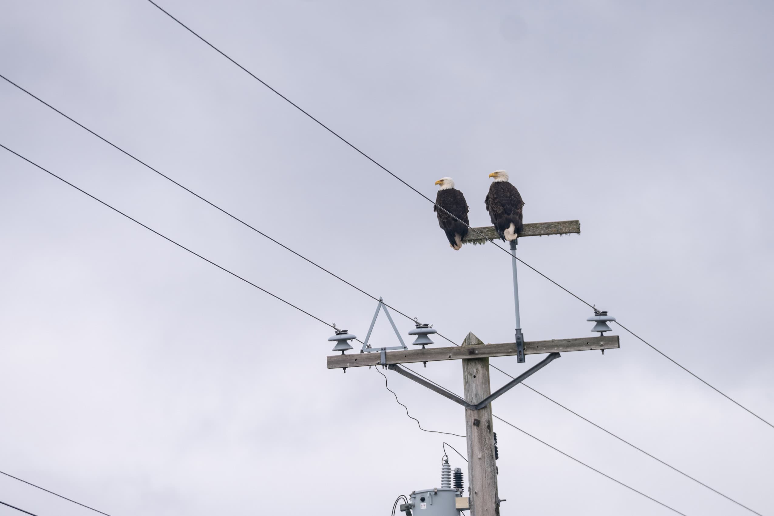 Two bald eagles sit on a power line.