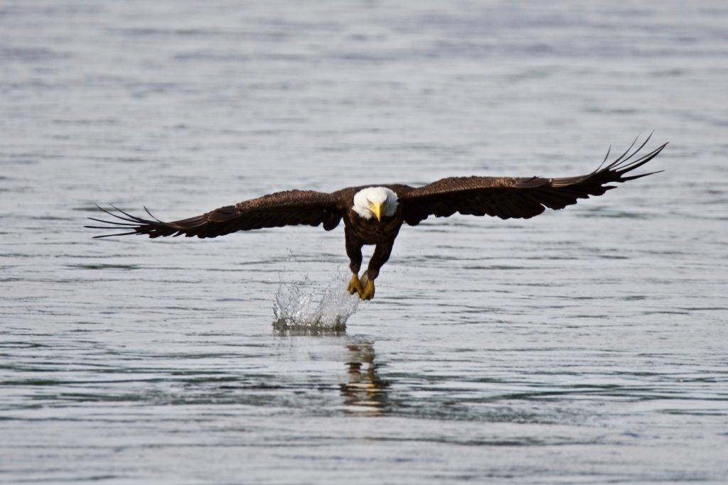 A bald eagle flies low over the water, with a splash below its talons where it picked up a fish