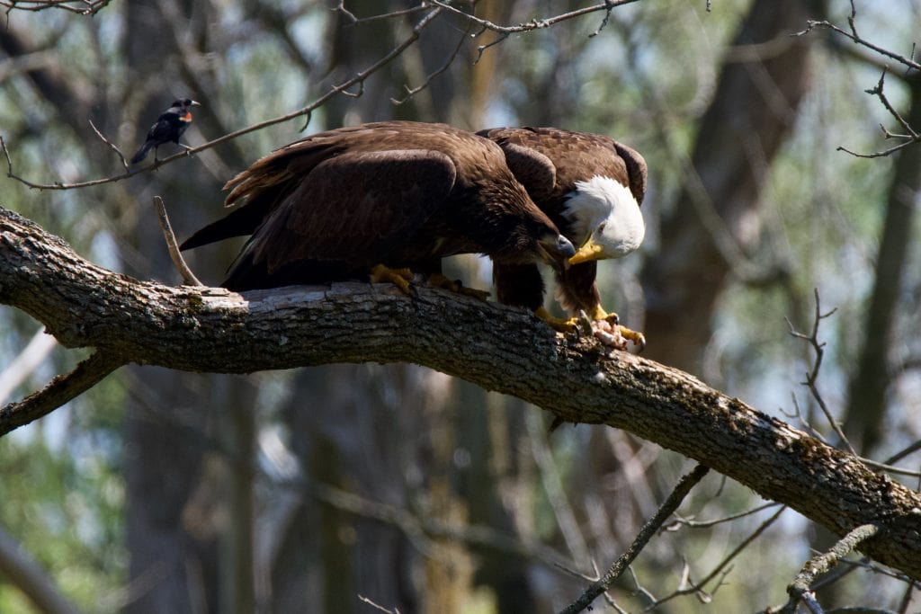 Am adult eagle feeds a young eagle beak to beak