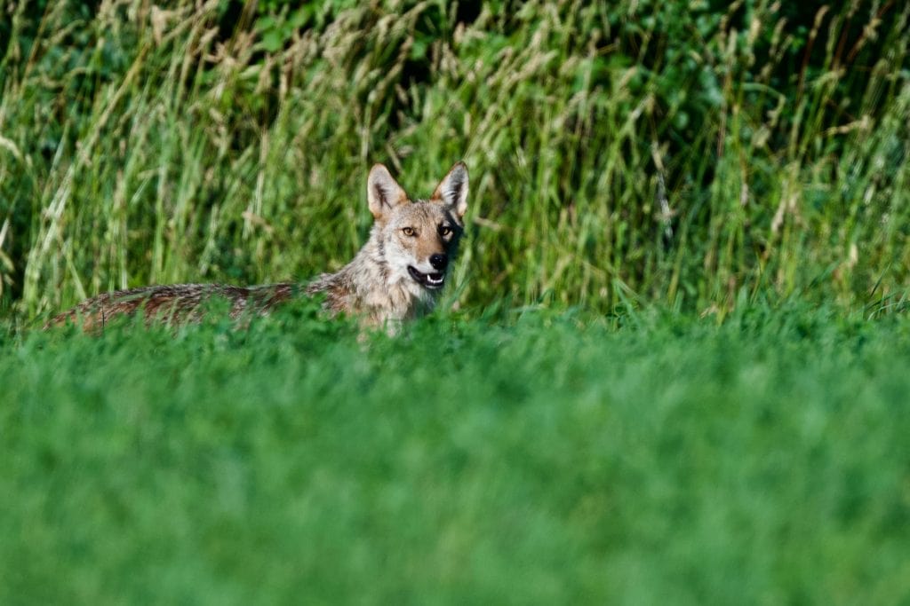 A coyote's head pops up above tall grass