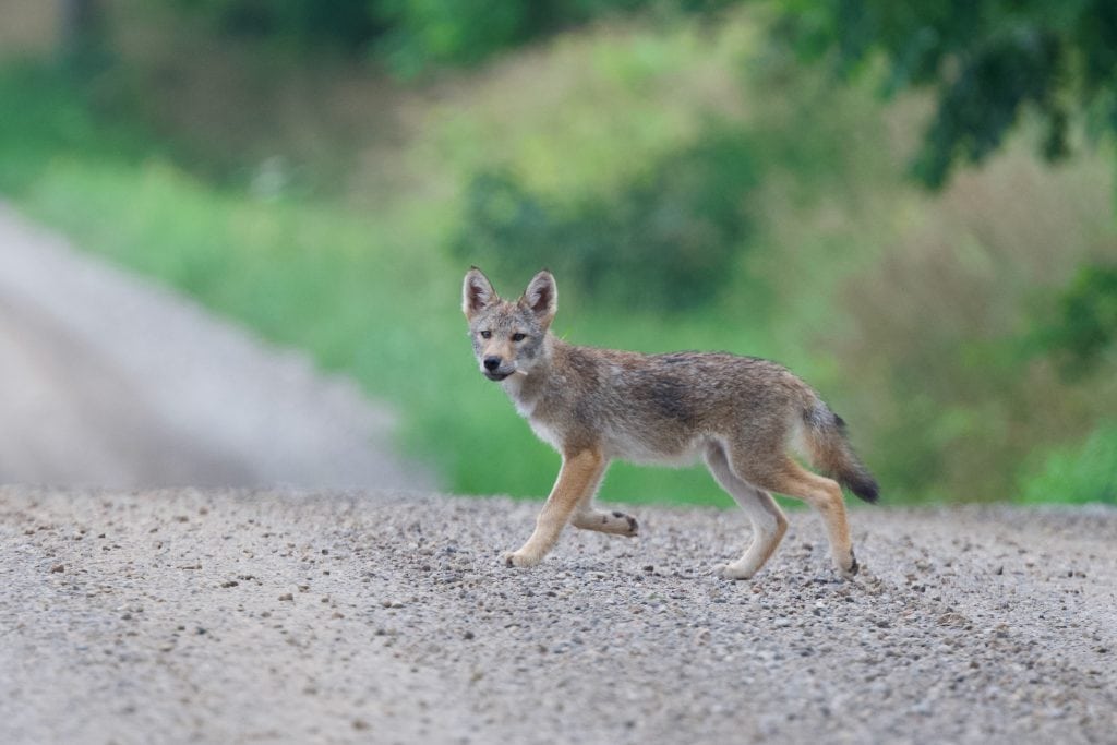A young coyote crosses a gravel road
