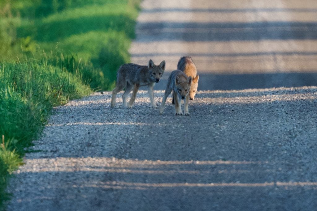 Young coyotes walk down a gravel road