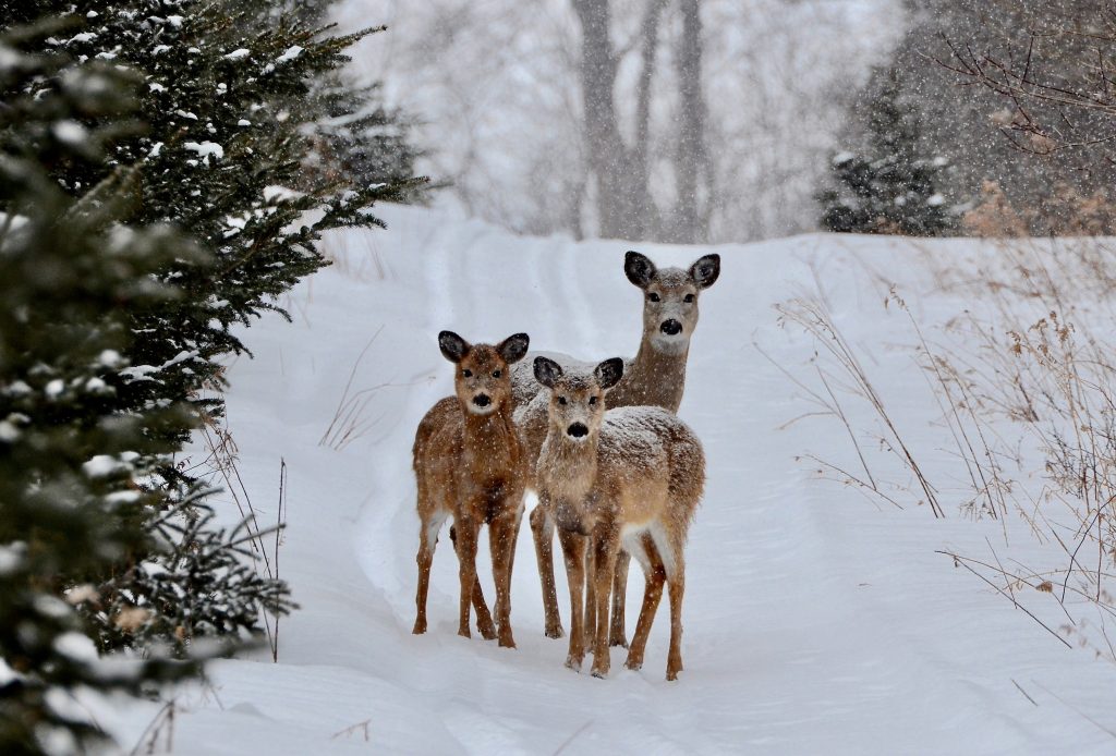 Three deer stand on a snowy trail