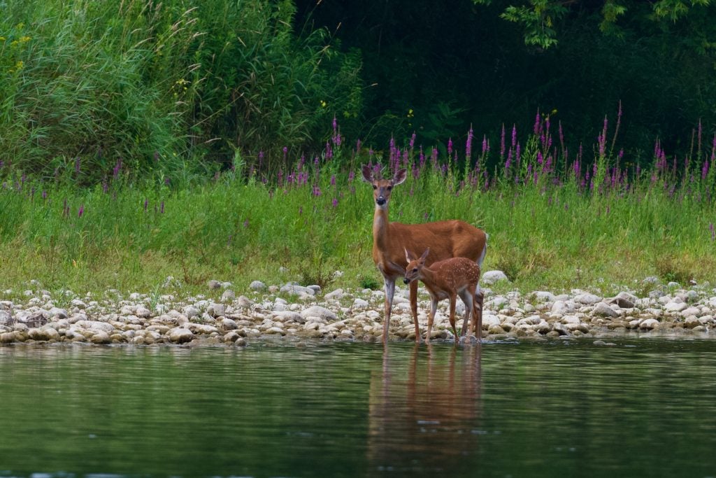 A mother and baby deer stand at the edge of a lake with purple flowers and forest behind them