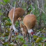 Two adult sandhill cranes dip their beaks among lily pads while their young looks up