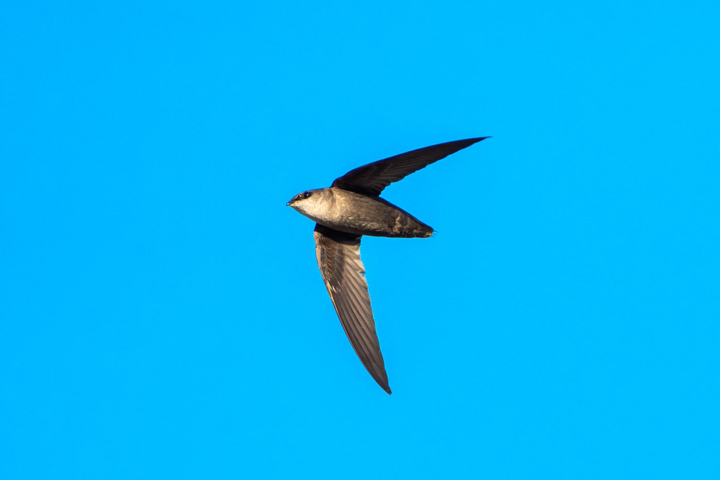 A chimney swift flies under a bright blue sky