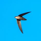 A chimney swift flies under a bright blue sky