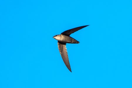 A chimney swift flies under a bright blue sky