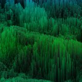 A graphic image that shows a forest-like array of bar graphs