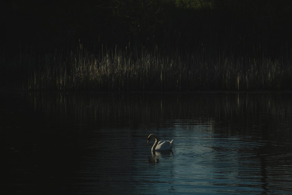 A lone swan swims in a pond, head looking downward amid dramatic shadows.