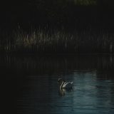A lone swan swims in a pond, head looking downward amid dramatic shadows.