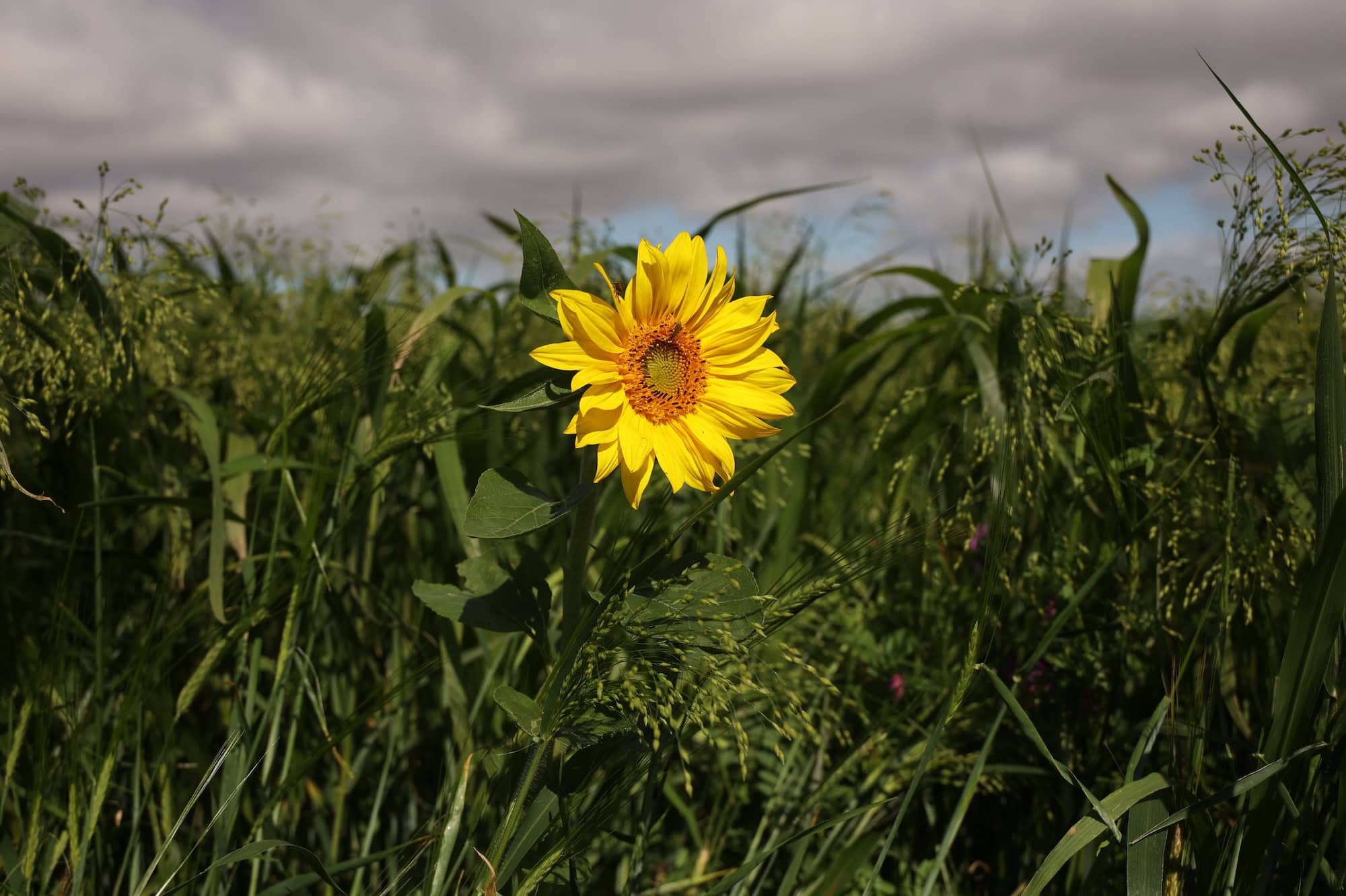 A yellow sunflower stands out among green crops under a cloudy sky.