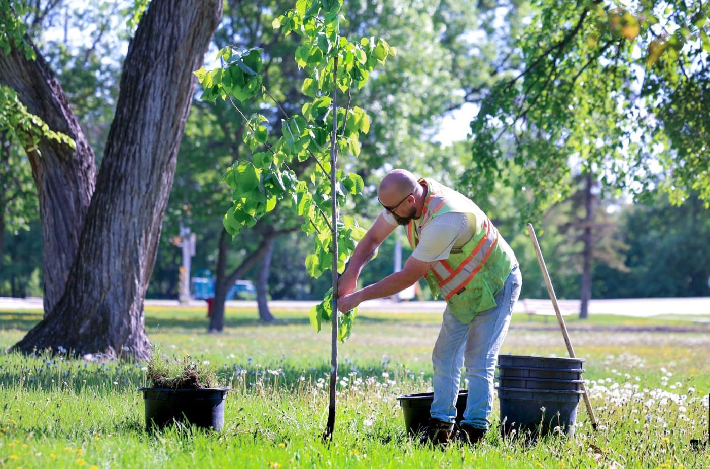 A man wearing a yellow and orange safety vest plants a tree in a city park.