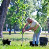 A man wearing a yellow and orange safety vest plants a tree in a city park.