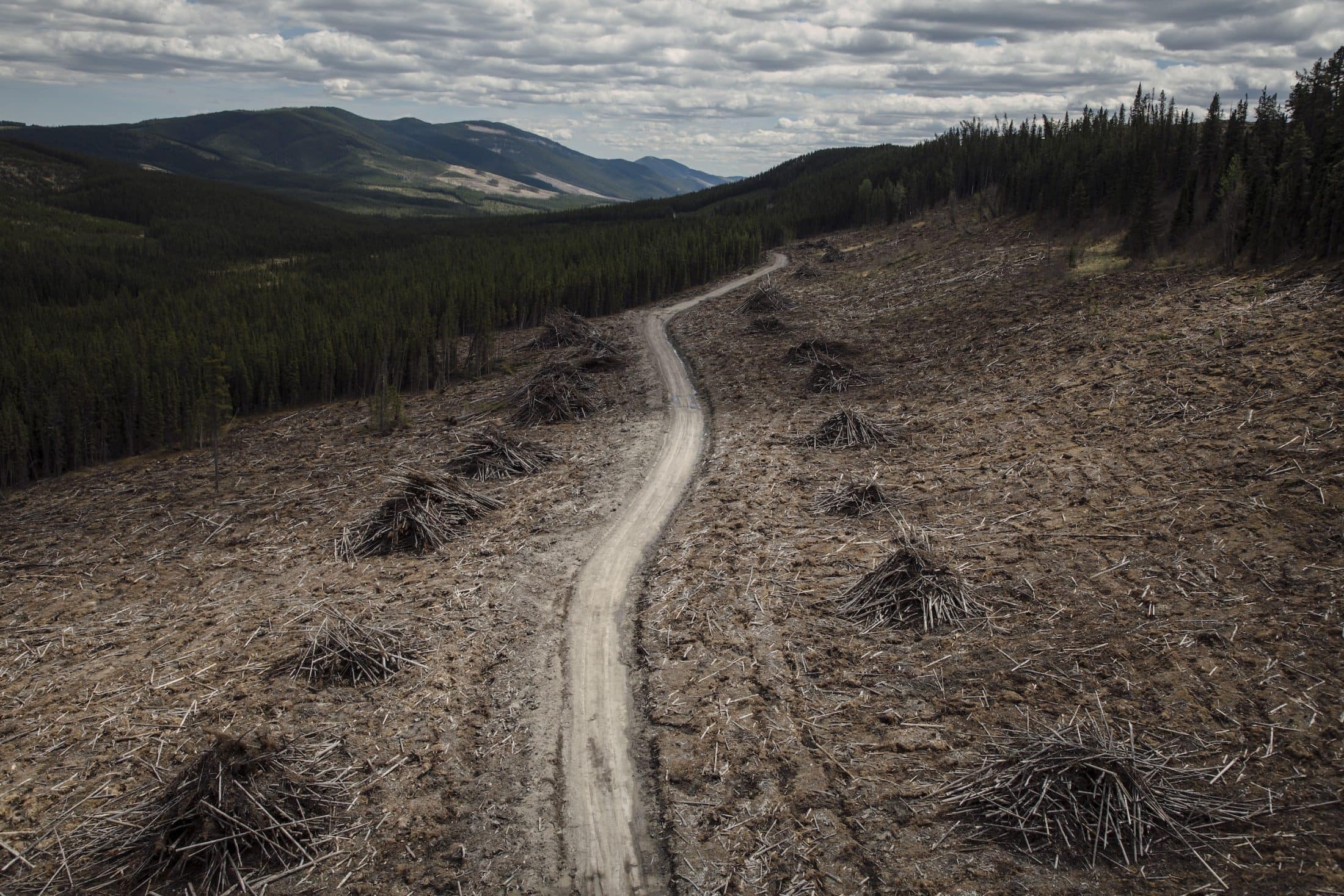 A slim road running through a logging block with low mountains in the background.