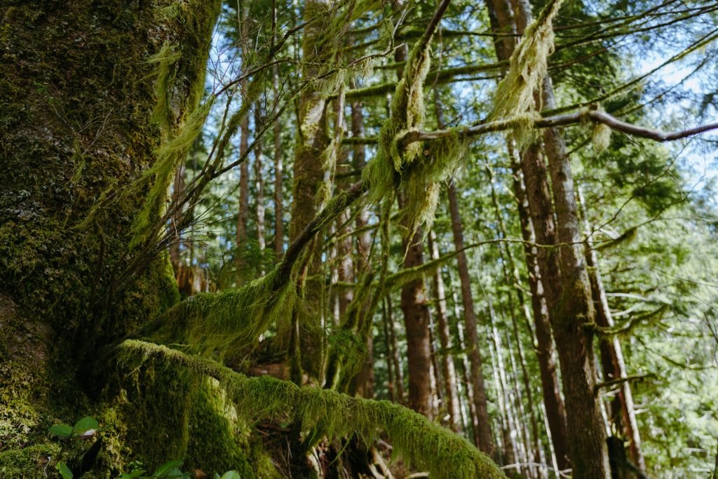 Moss and lichen drape from the branches of a tree.