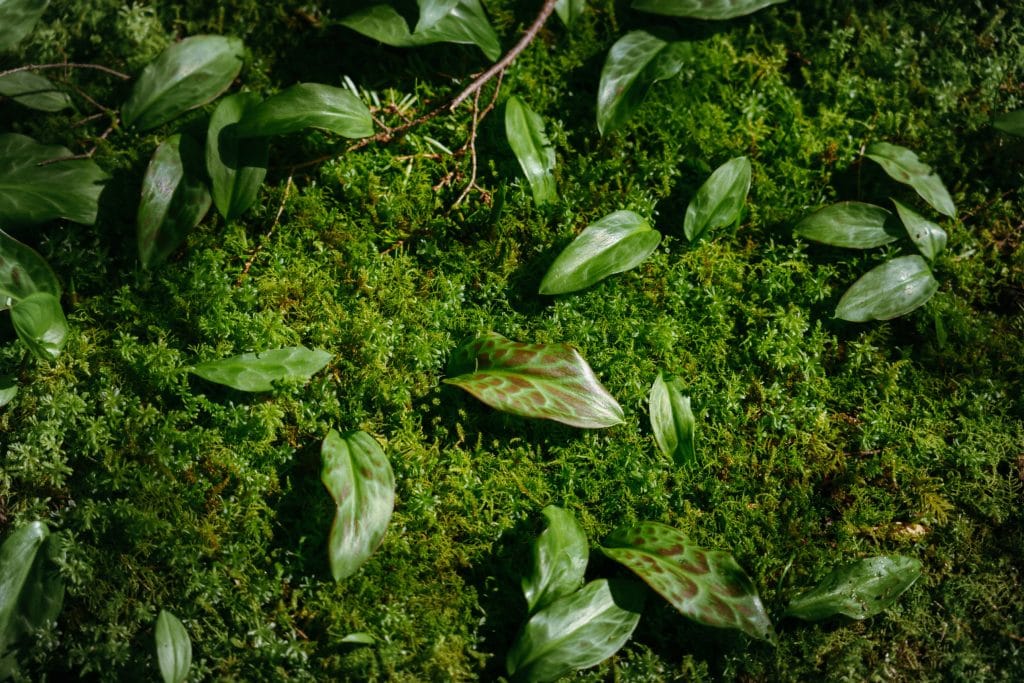 A close up view of vegetation on a forest floor, including thick moss and lily of the valley.