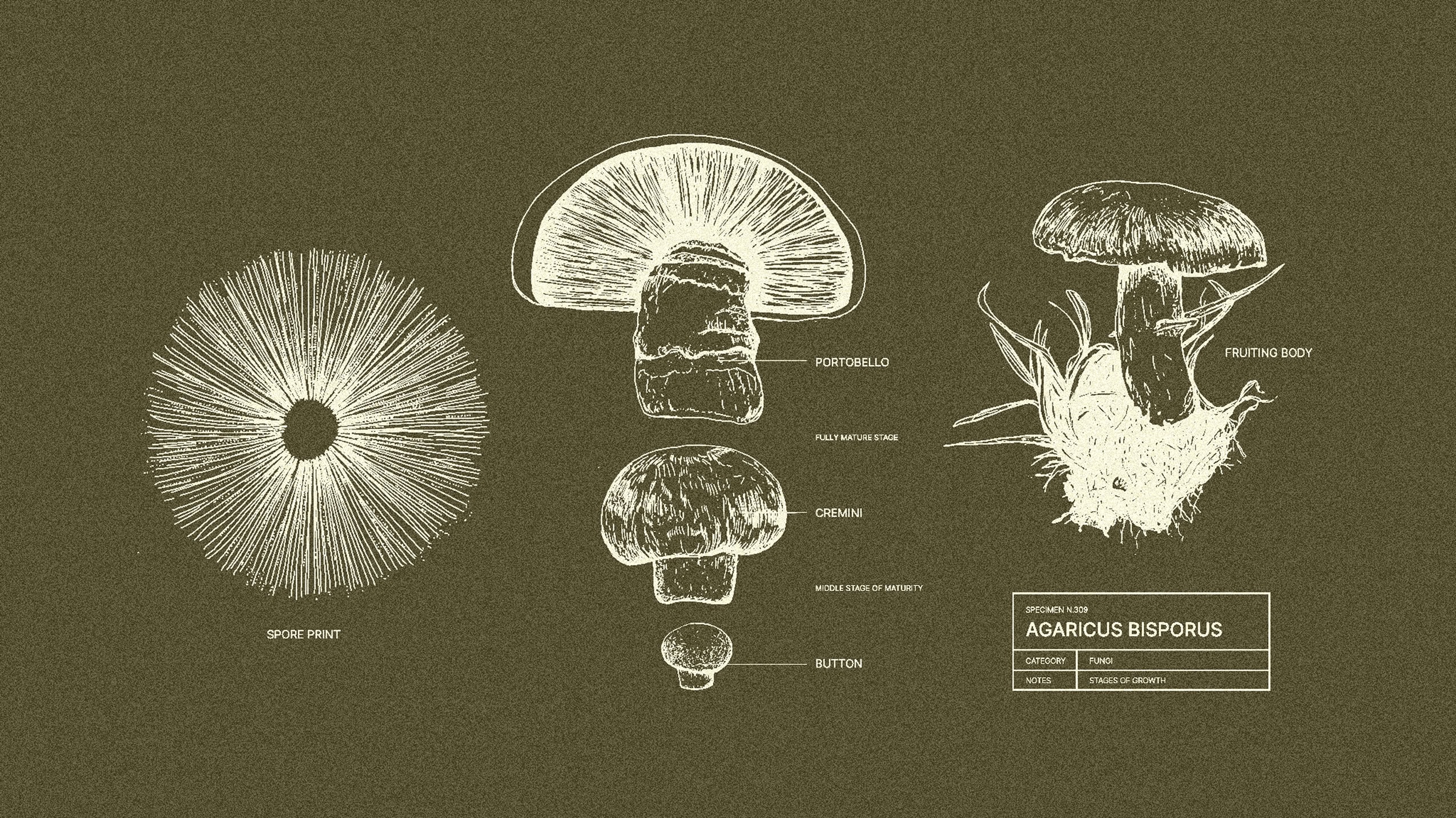 An illustration showing different types of local B.C. mushrooms.