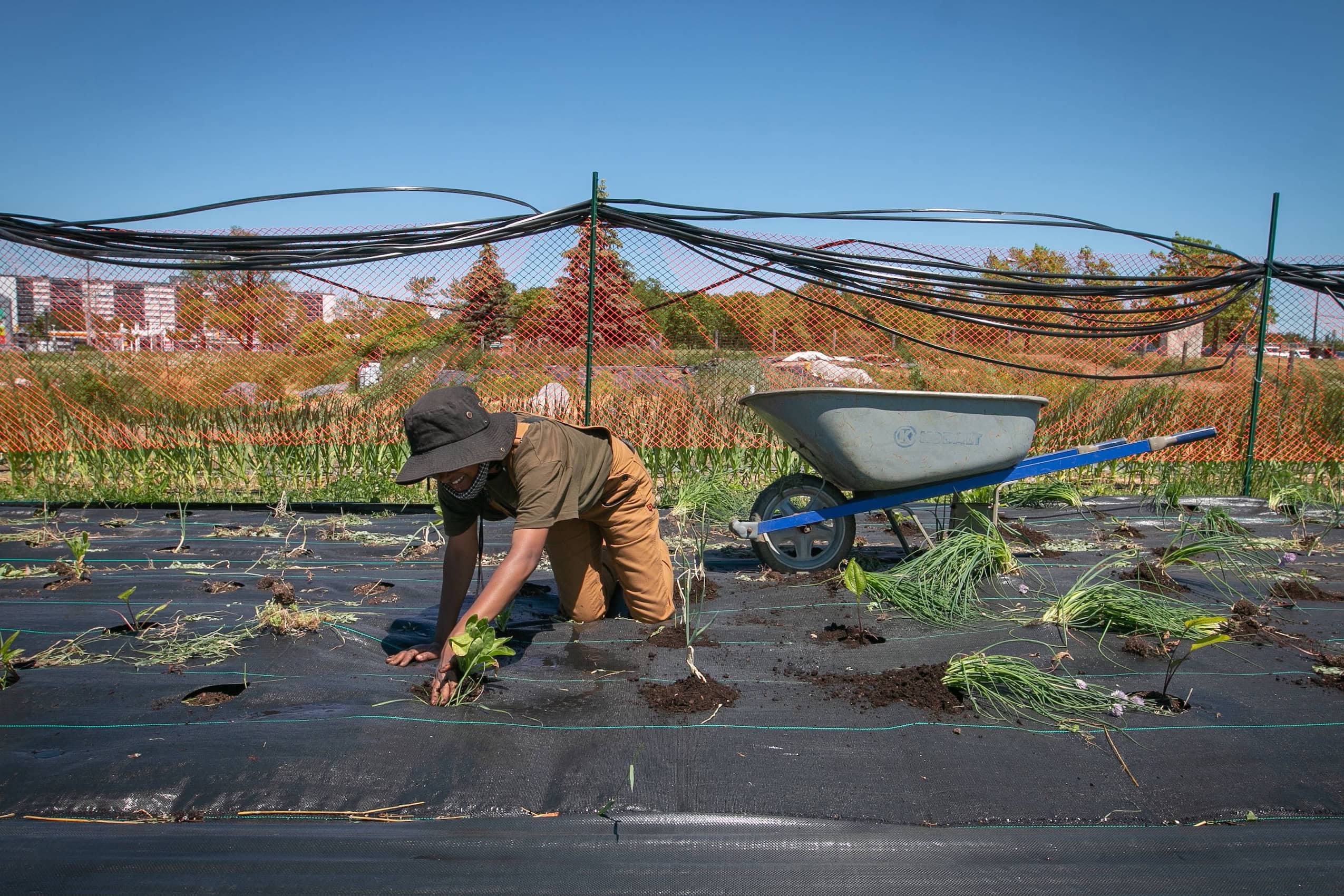 A woman farmer leaning over to tend to a garden.