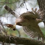 A Cooper's hawk flies through the air with a chipmunk clutched in its talons.