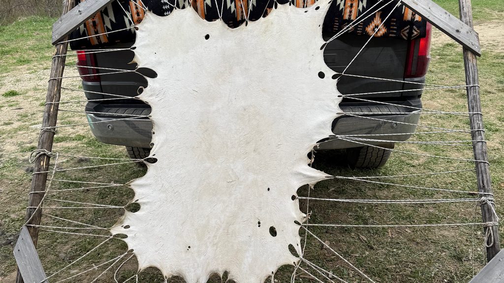A deer hide in the process of being tanned. Photo: Tiffany Bowser