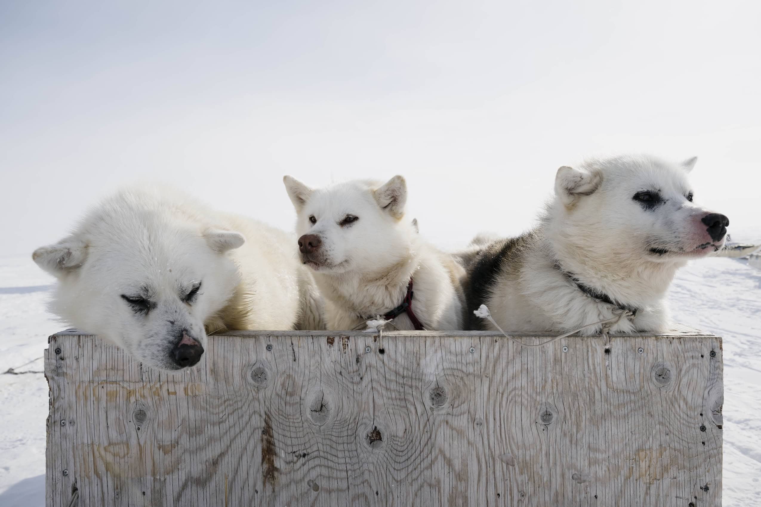 The heads of three white qimmitt (Inuktitut for dogs) are seen in a snowy landscape.