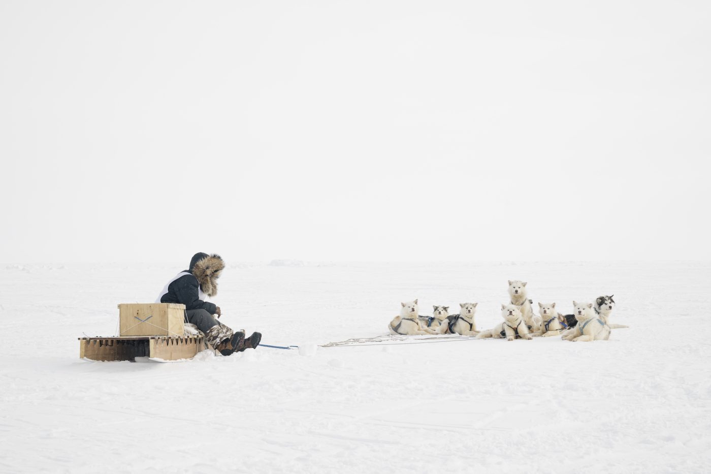 A sled dog racer sits on a sled next to about ten dogs in a snowy landscape.