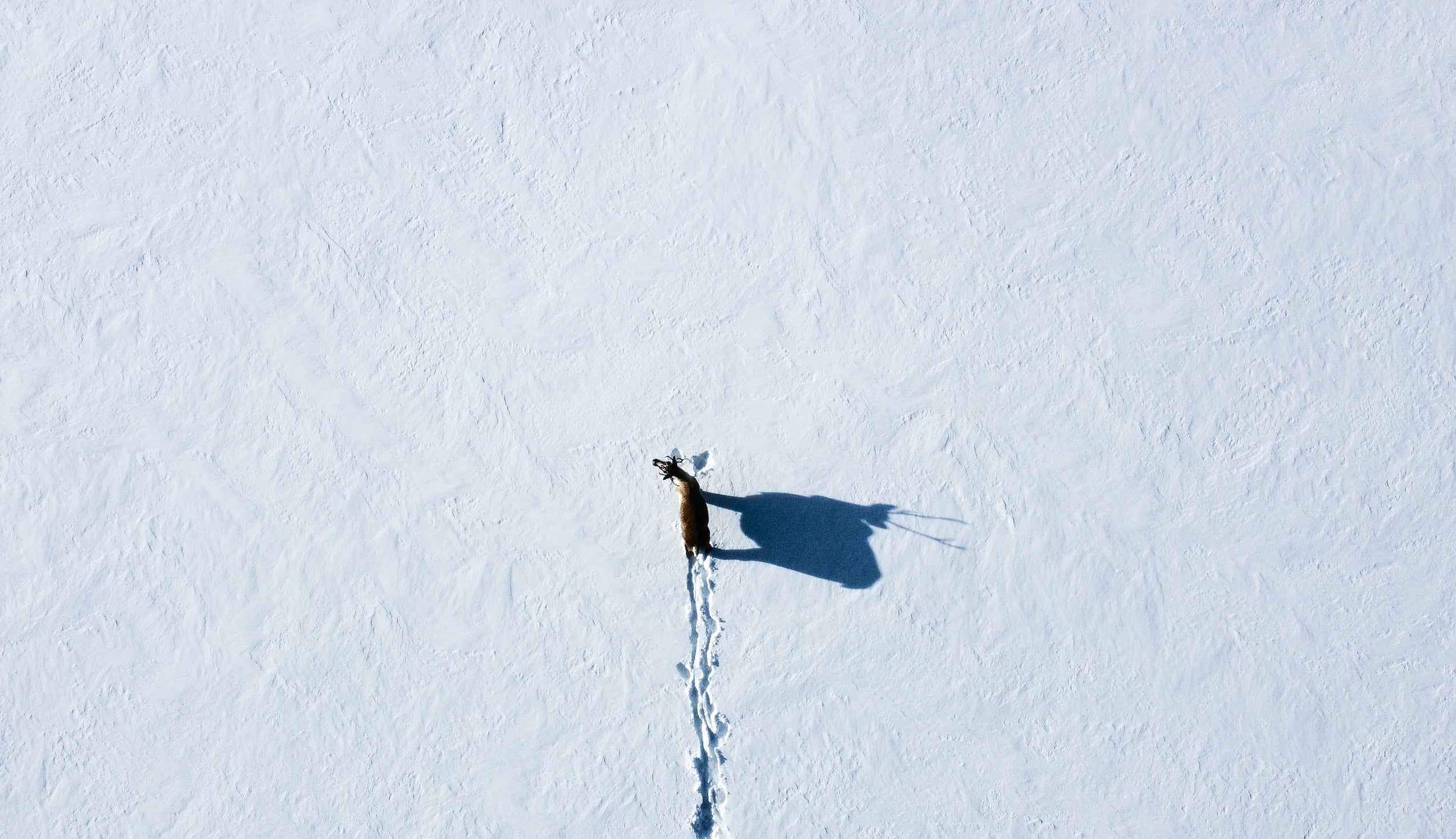 An aerial view of a lone caribou walking out onto a frozen lake bed.