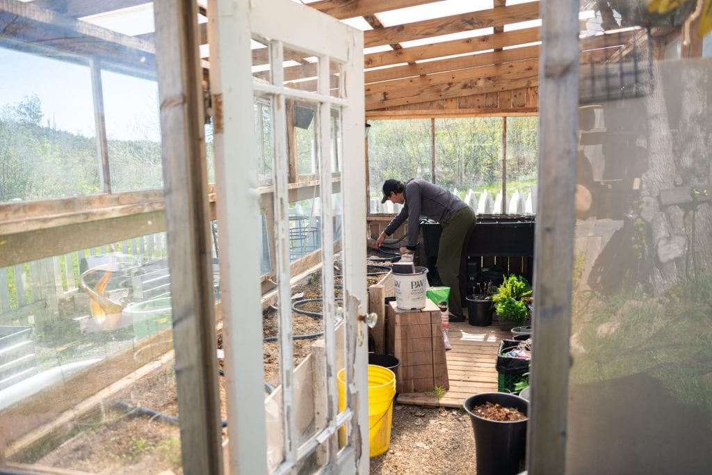 A man bending over a raised bed is seen through the door of a greenhouse.