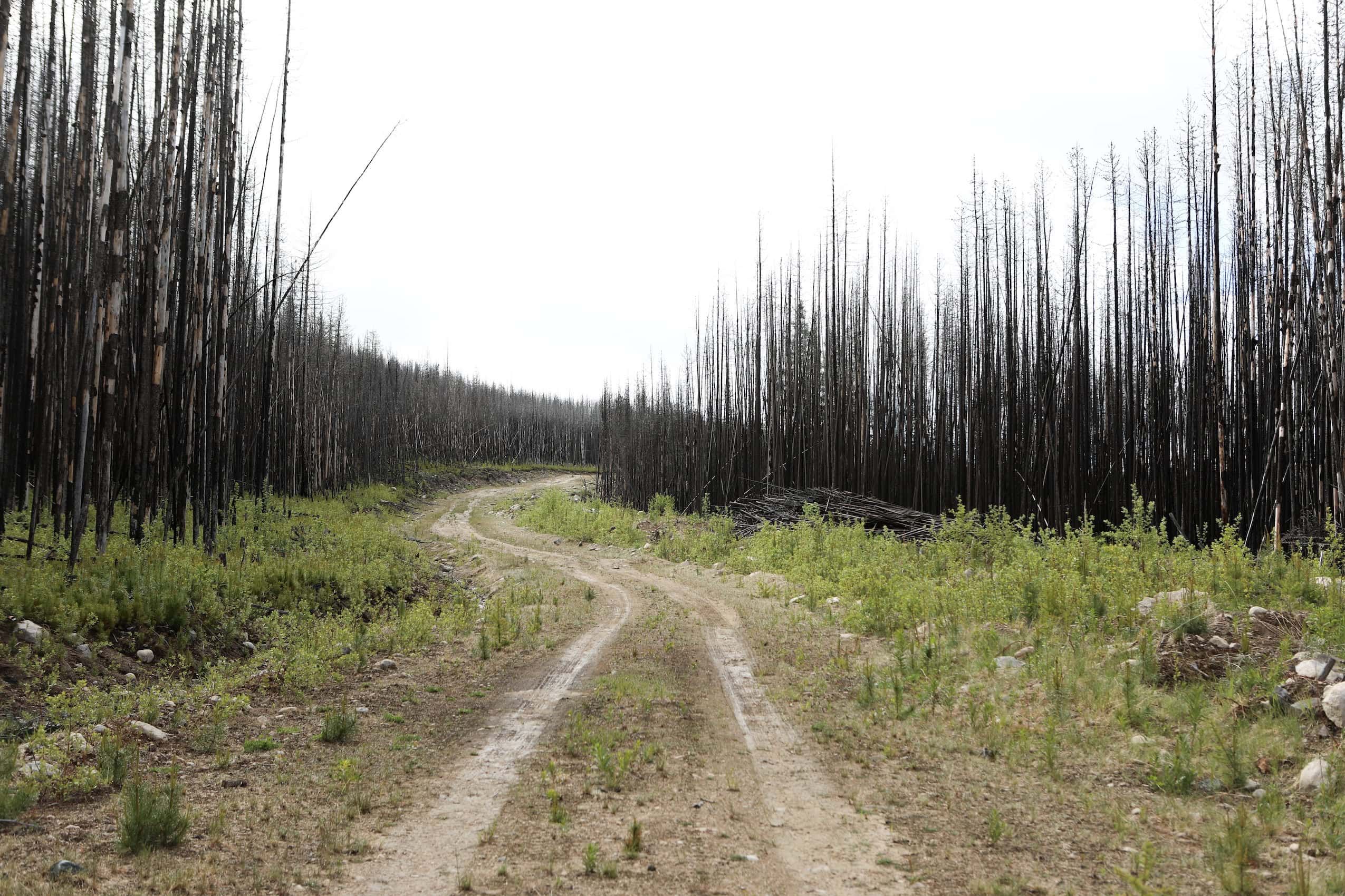 A wildfire-affected forest with spindly, burned trees lining a forestry service road.