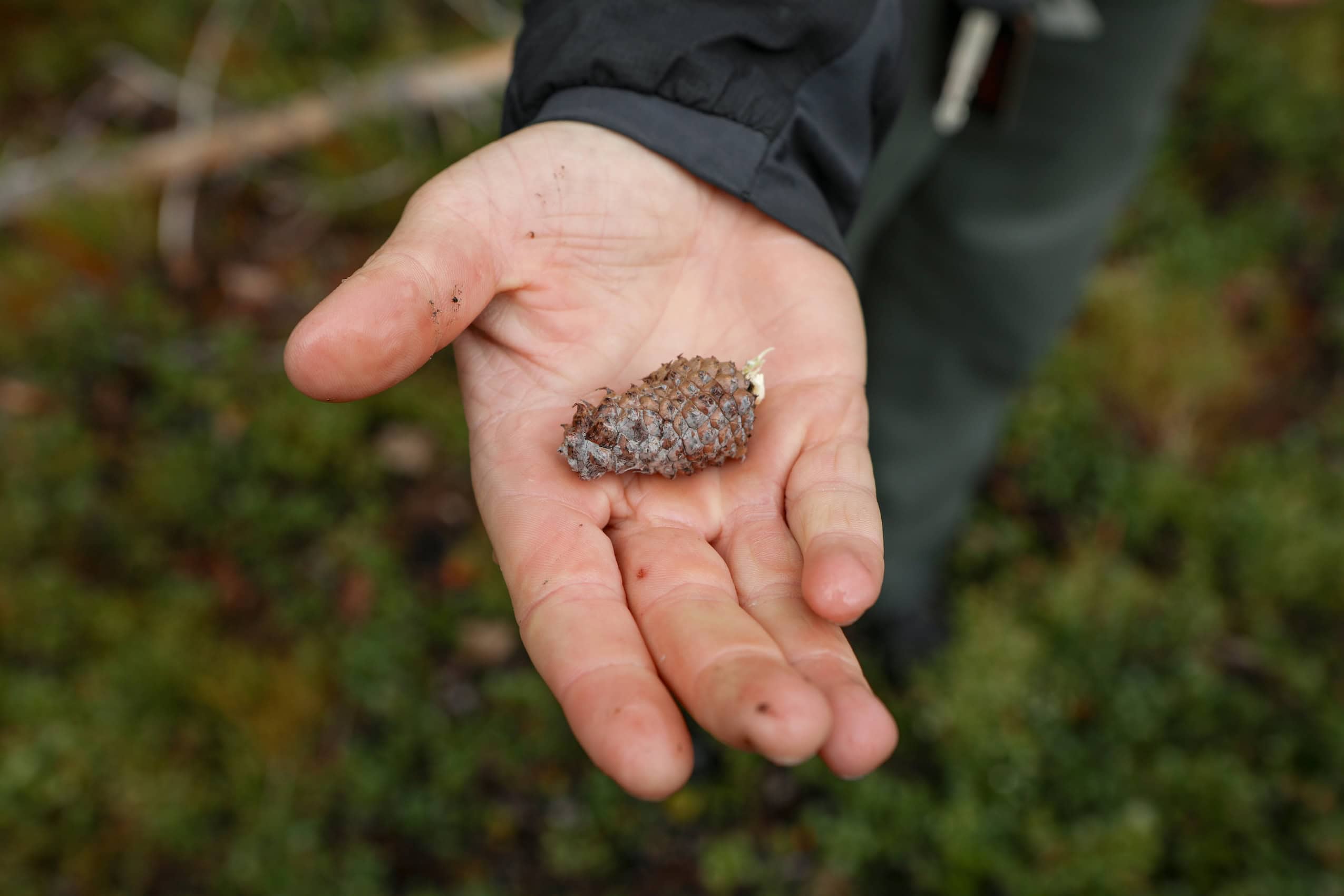 A hand holding a pine cone.